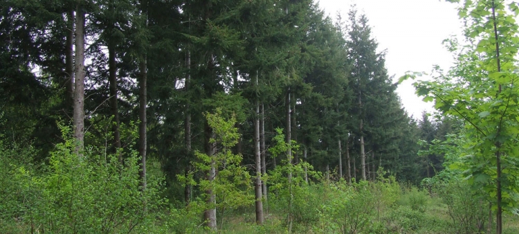 Woodland Trust